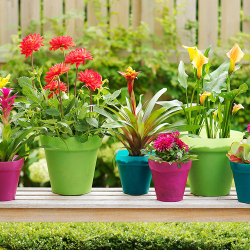 7 Bulbs to Grow in Containers This Summer - Bulb Blog | Gardening Tips ...