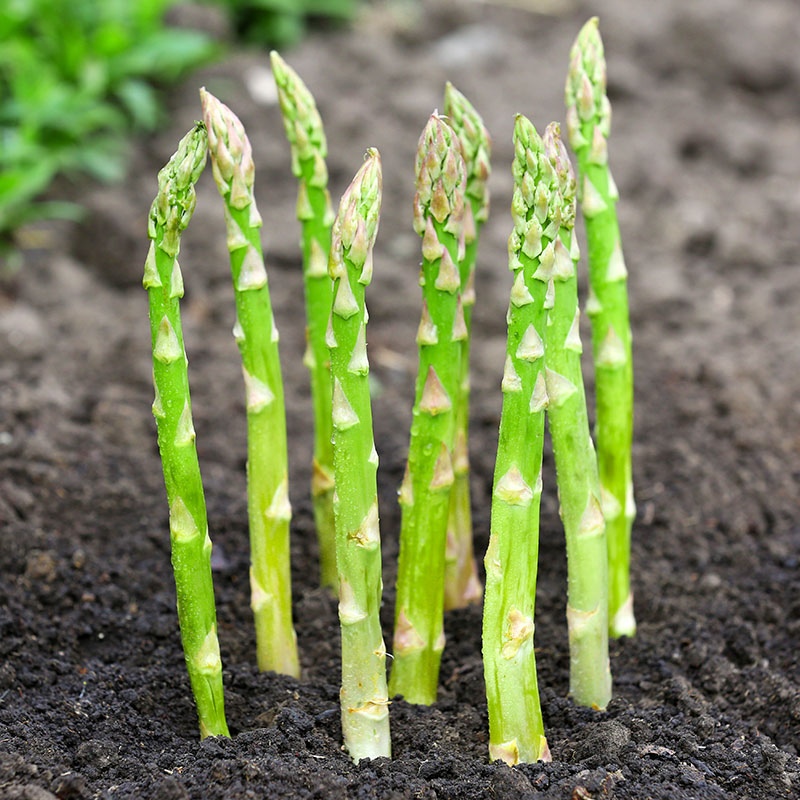 Collection 103+ Pictures pictures of asparagus growing Full HD, 2k, 4k