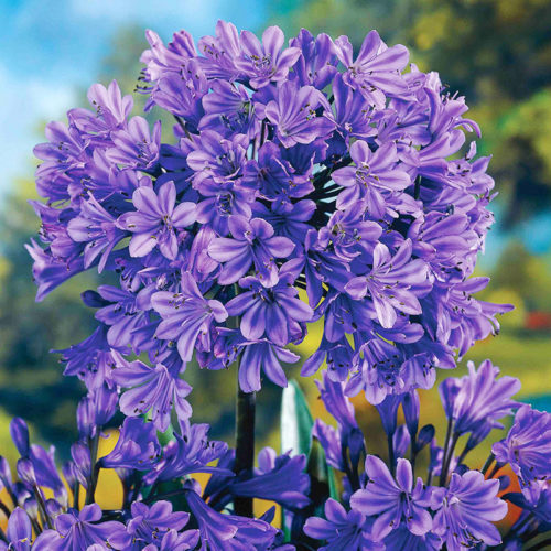 Top 12 Deer Resistant Summer Blooming Perennials and Bulbs - Bulb Blog ...