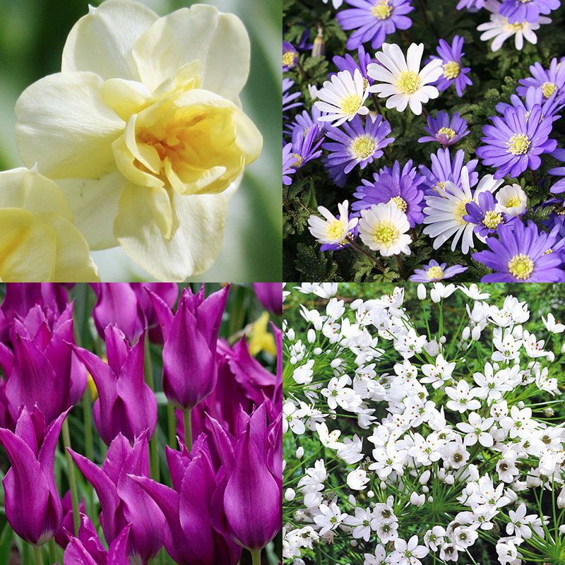 Planning For Spring Blooms Fall Planted Bulbs Bulb Blog