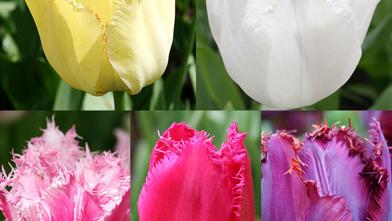 Fringed Tulip Collection