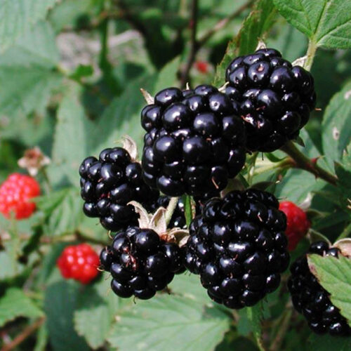 Growing Berries | The Beginner's Guide to Gardening with Berries