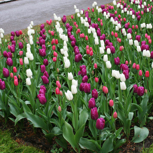 When To Plant Tulips Bulbs In Ohio - Daffodil Bulbs