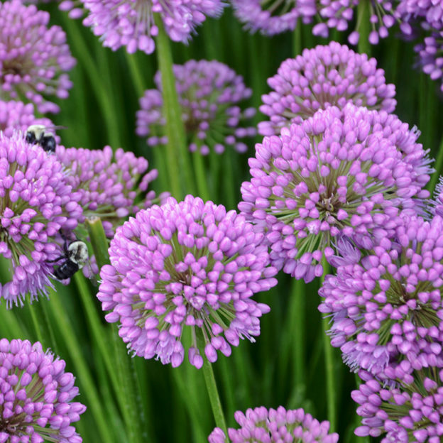 Complete Guide to Growing Allium | Allium Care | Bulb Blog