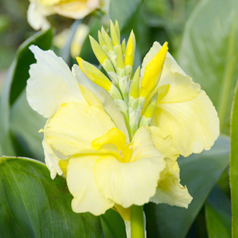 how-to-grow-canna-lily-bulbs-complete-guide-to-growing-canna-lilies