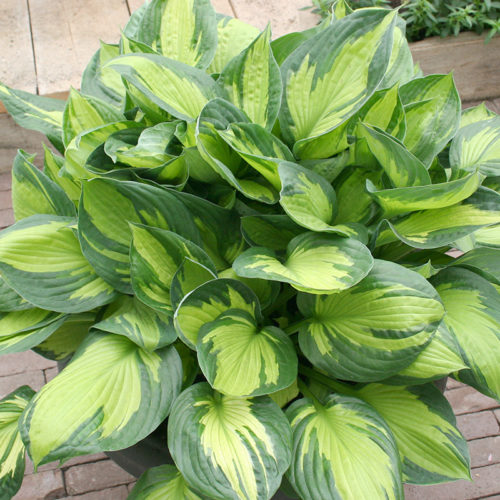 The Complete Guide to Growing Hosta | How to Grow Hosta | Bulb Blog