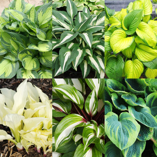 The Complete Guide to Growing Hosta | How to Grow Hosta | Bulb Blog