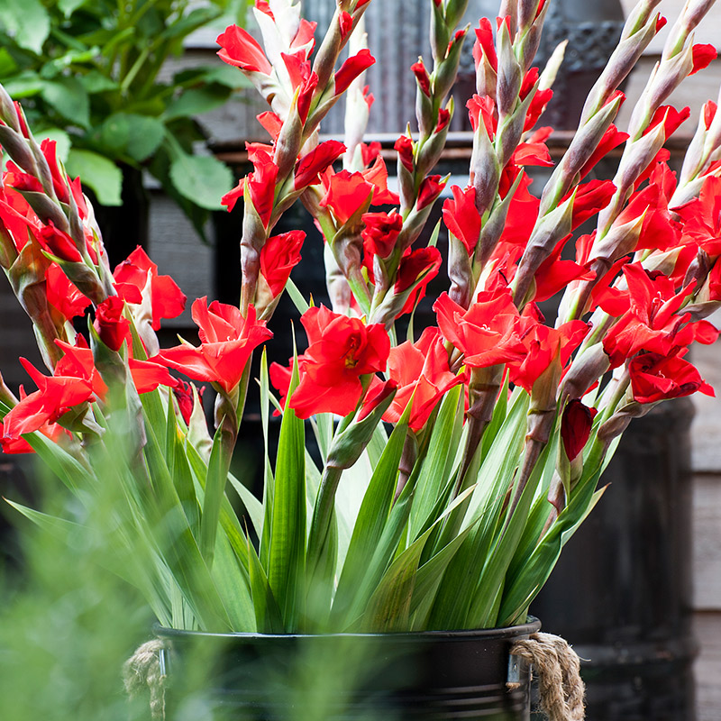 Complete Guide To Growing Gladiolus Bulb Blog Gardening Tips