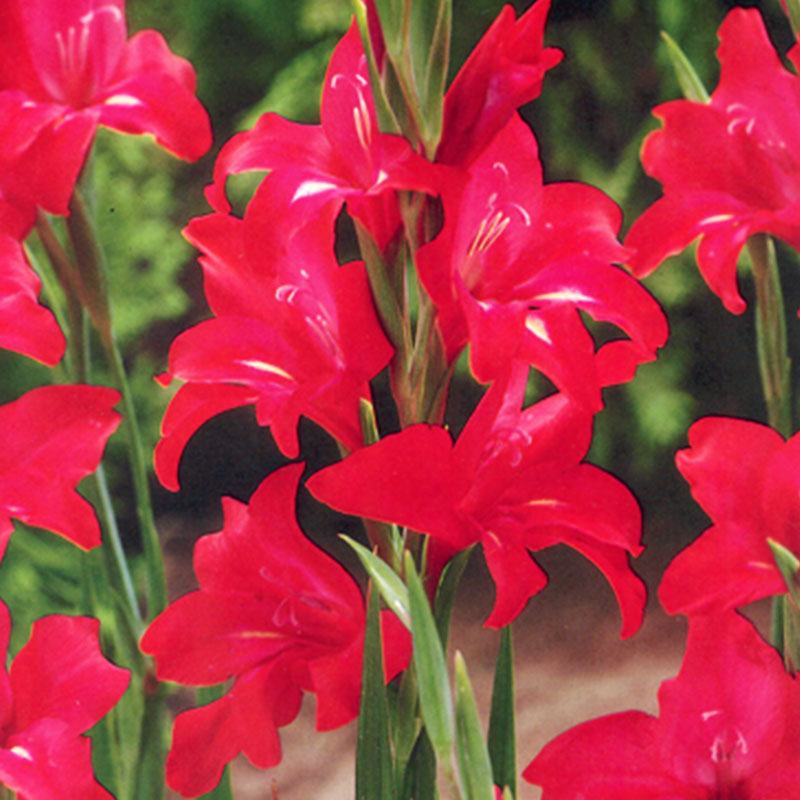 Complete Guide to Growing Gladiolus Bulb Blog Gardening Tips