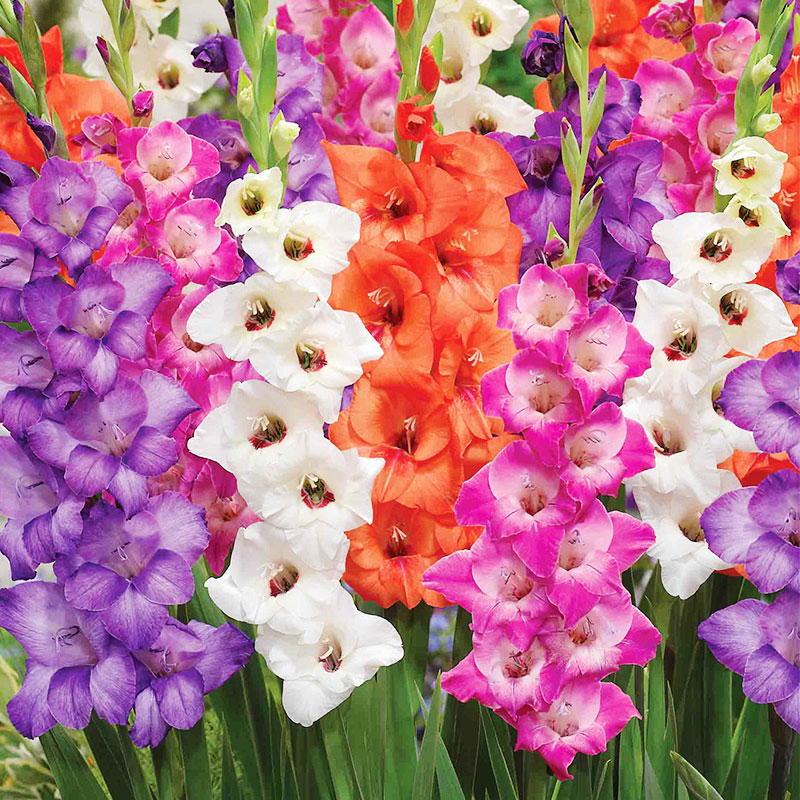 Complete Guide to Growing Gladiolus | Bulb Blog | Gardening Tips