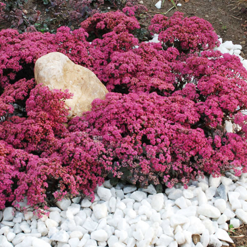 Complete Guide To Growing Sedum How To Grow Sedum Outdoors