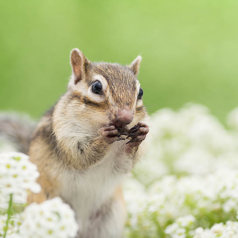 https://www.bulbblog.com/wp-content/uploads/2020/06/chipmunk.jpg