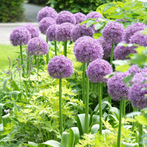 Complete Guide to Growing Allium | Allium Care | Bulb Blog