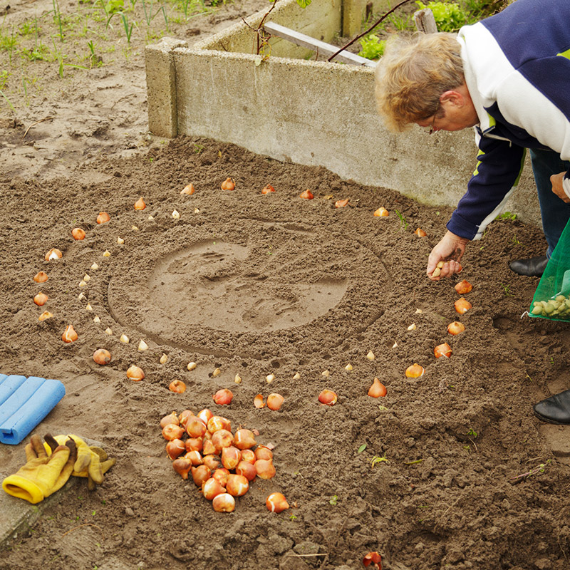 Planting Flower Bulbs In Fall When To Plant Bulbs For Spring Flowers 7405