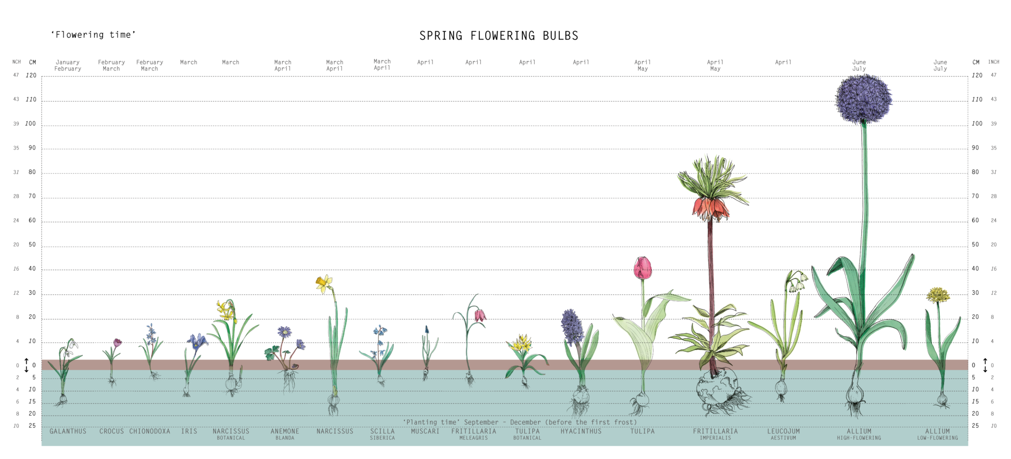 Planting Flower Bulbs In Fall When To Plant Bulbs For Spring Flowers 6866