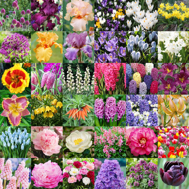 Flower Bulbs To Plant In Fall For Spring - How to Plant Bulbs: A Guide to Planting Flower Bulbs