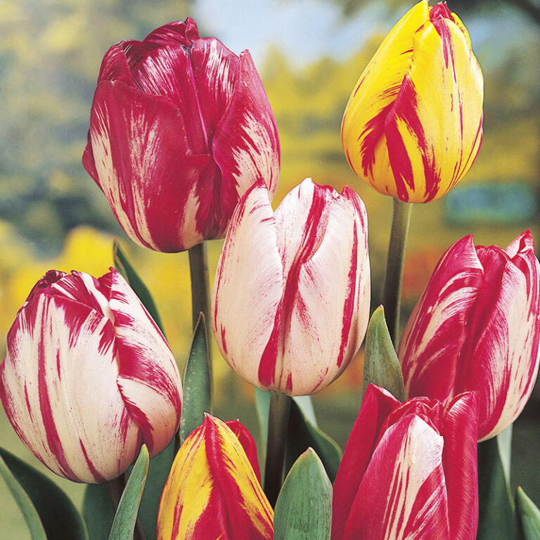 heirloom-tulips-old-fashioned-tulips-perennial-tulips-species-tulips