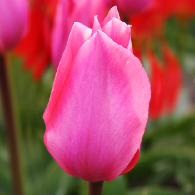 Best Perennial Tulips | 20+ Perennial Tulip Varieties | Bulb Blog