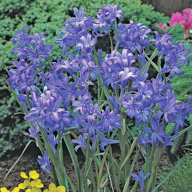 Best Bulbs for Warm Climates | Spring Blooms | Fall Bulbs for Warm Zones