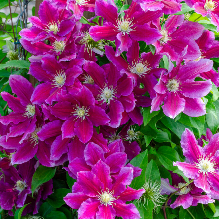 Growing Clematis | Complete Guide to Growing Clematis Vines | Bulb Blog