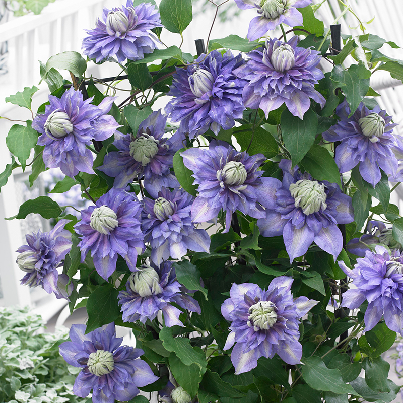 Growing Clematis | Complete Guide to Growing Clematis | Bulb Blog