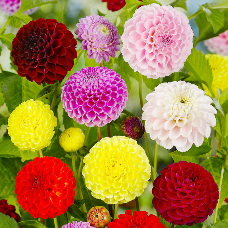 Small Dahlias: Border Dahlias, Pompon Dahlias and Ball Dahlias