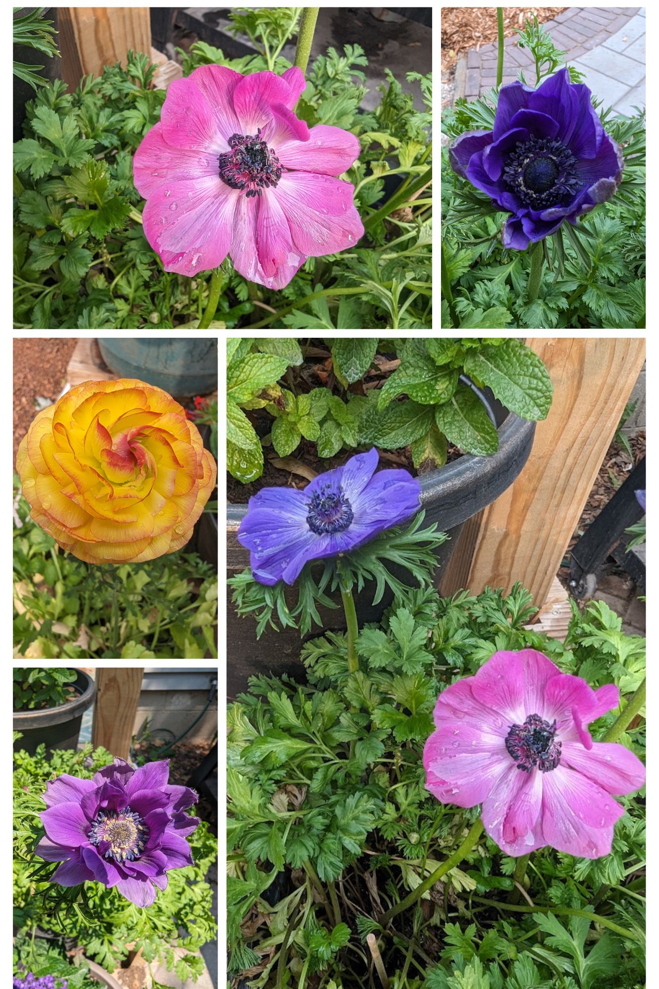 Results of planting ranunculus and anemone