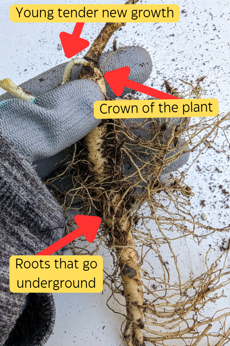 Planting Perennial Roots How to Guide with Pictures and Instructions