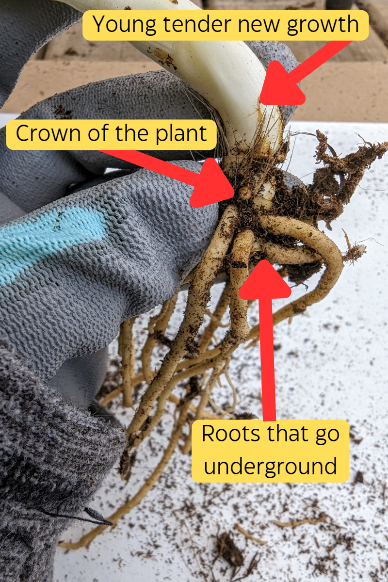 Planting Perennial Roots: How to Guide with Pictures and Instructions