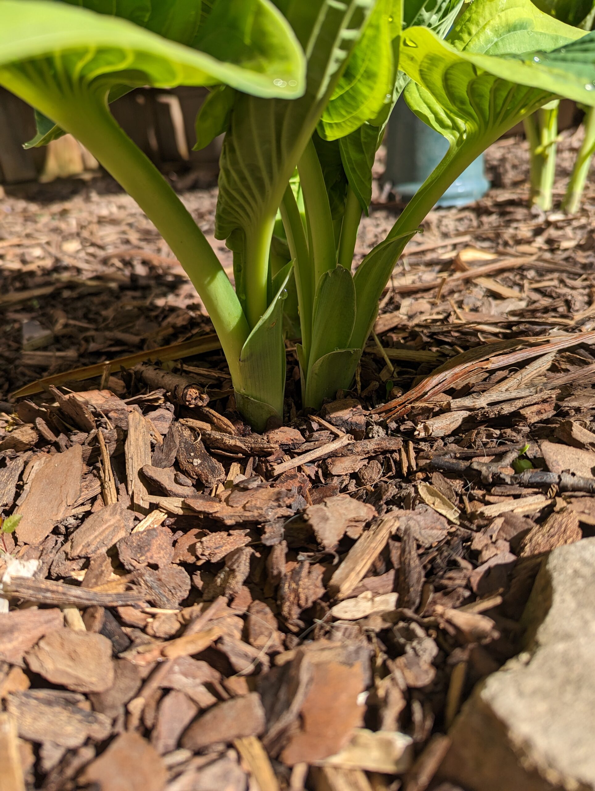 Mulching Flower Beds Tips And Tricks Best Mulch For Flowers Bulb Blog