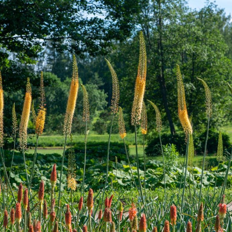 How to Grow Foxtail Lilies Eremurus Bulbs Bulb Blog