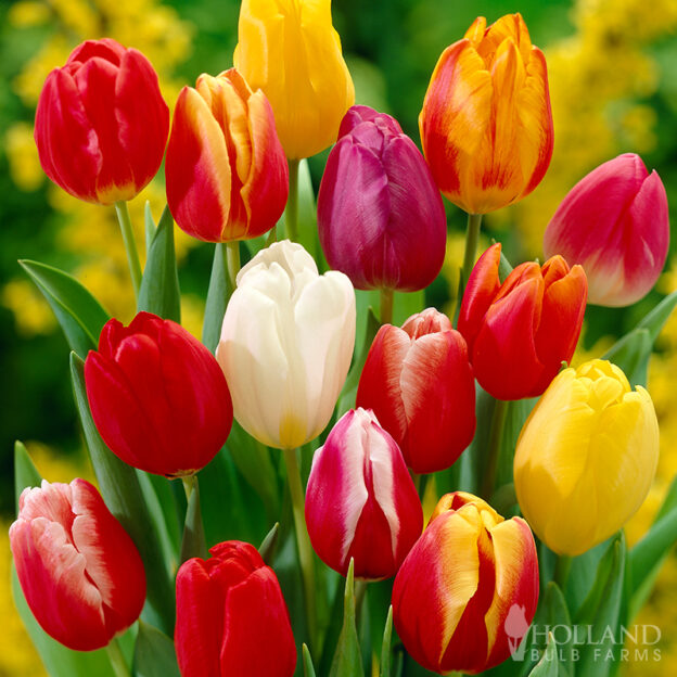 Mixed Flower Bulbs | 5 Flower Bulb Mixes that Bloom All Spring