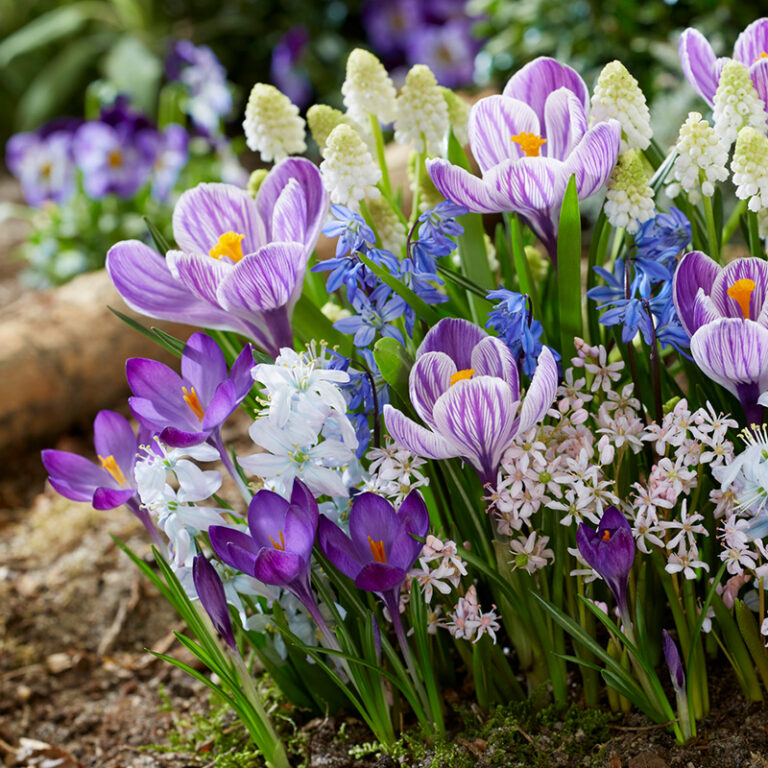 Mixed Flower Bulbs | 5 Flower Bulb Mixes that Bloom All Spring