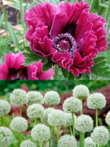 Harlem Oriental Poppy with White Giant Allium 