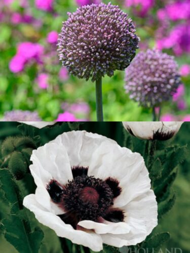 Summer Drummer Allium with Perry's White Oriental Poppy 