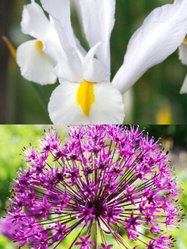 White van Vliet Dutch Iris and Purple Allium 