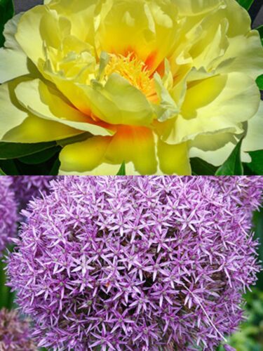 Bartzella Peony and Gladiator Allium 