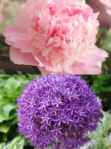 Eden's Perfume Peony and Allium giganteum