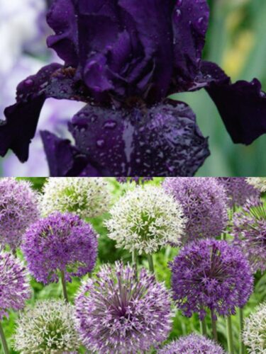 Anvil of Darkness Bearded Iris and Bubble Blend Allium