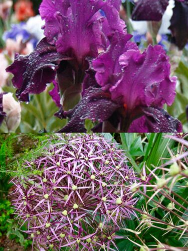 Plum Fun Bearded Iris with Star of Persia Allium