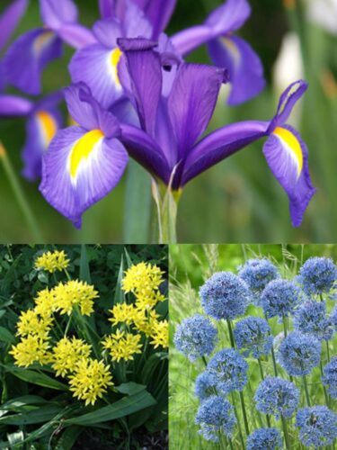 Blue Diamond Dutch Iris Moly Allium Blue Allium 