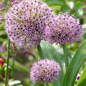 Party Balloons Allium