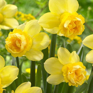 Milena Double Daffodil