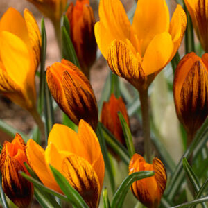 Orange Monarch Crocus