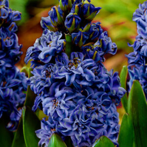 Royal Blue Hyacinth