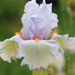 Cool Call Bearded Iris