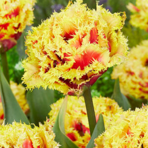 Milwaukee Sunshine Fringed Tulip