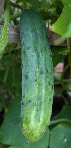 Pickling Cucumber