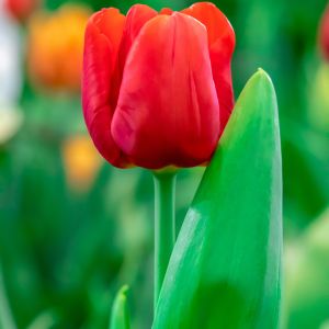 Red Impression Tulip