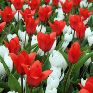 Oriental Beauty Tulip with Jeanne d'Arc Crocus